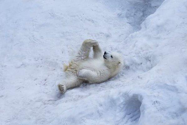 20. Kutup ayıları bazen uyumak için kendilerine kardan yastık yapar.