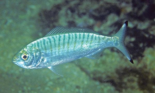 14. Ringa balığı da su altında gaz çıkararak iletişim kuruyor.