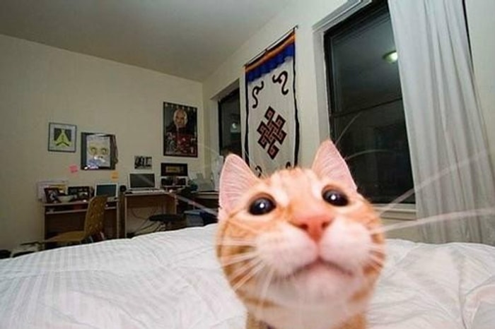 Hayalindeki Kediyi Anlat, En Kaliteli Tarafını Söyleyelim!