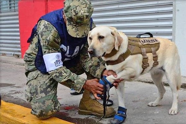 4. Благодаря Фриде 52 человека продолжают жить на этом свете!