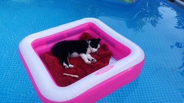 1. Эта собака имеет возможность дремать прямо в бассейне!