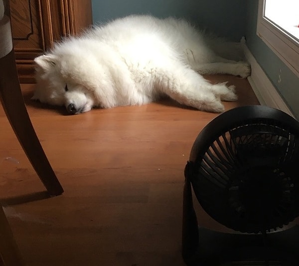 8. А у этой собаки есть свой персональный вентилятор!