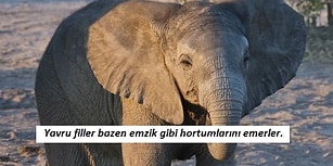 Öğrendikten Sonra Herkese Anlatmak İsteyeceğiniz, Hayvanlara Dair 24 Minnoş Gerçek