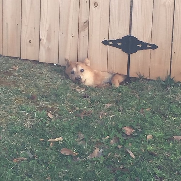 6. Когда тебя поймали с поличным на рытье новой ямы под забором, и ты просто лежишь, как будто ты здесь не при чем