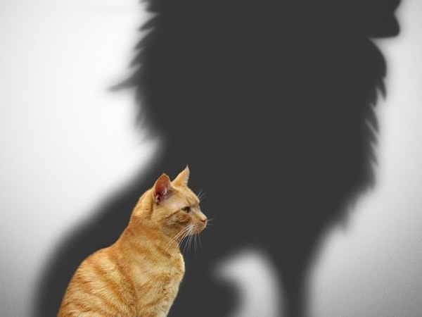 Вы честный и смелый