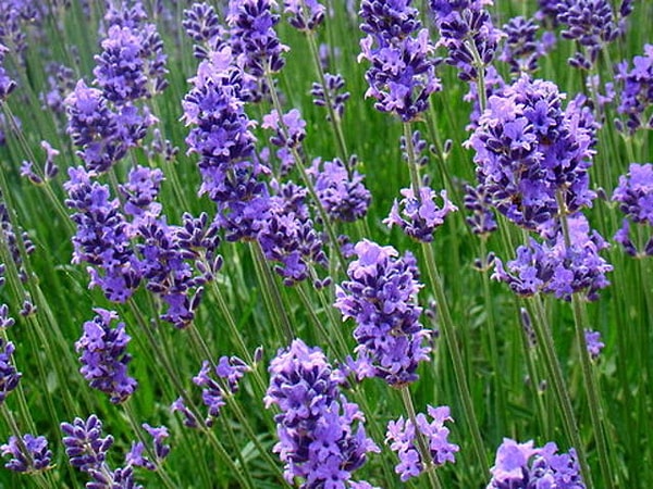 12. А эти знакомые цветочки?