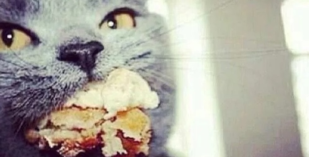 16 уморительных мемов и комиксов для тех, кто вечно пытается сесть на диету