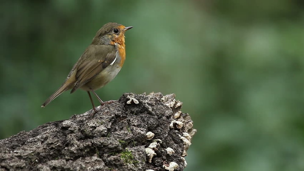 Bilim Dünyasında Sessiz Bir Devrim mi Yaşanıyor? Kuantum Biyolojisi ve Hayatımıza Katacağı Yenilikler