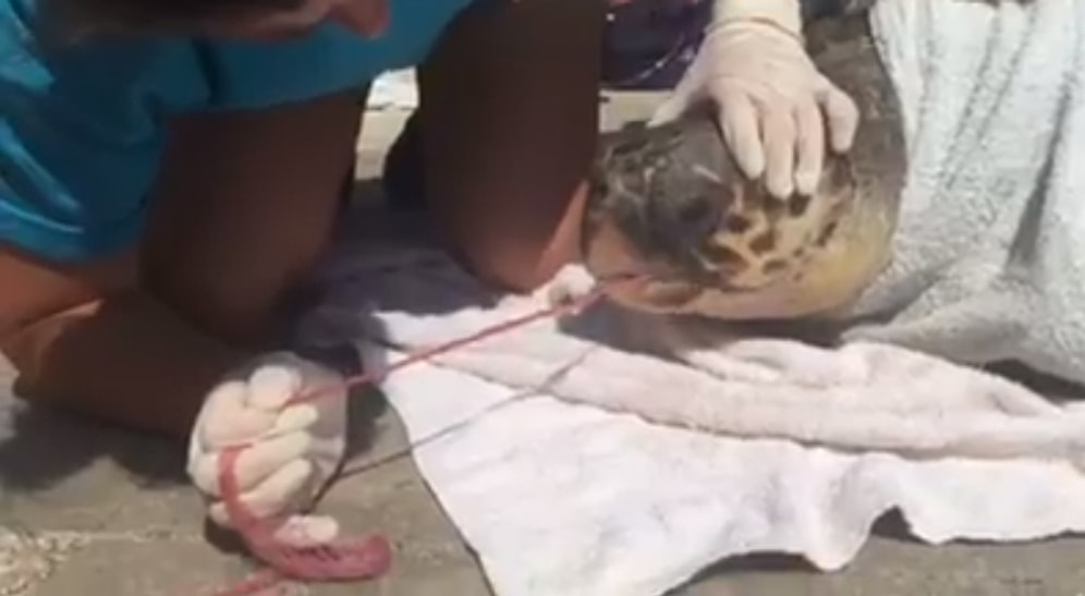 Yine Bir Deniz Kaplumbağası ve Yine İnsanlığı Utandıracak Bir Görüntü!