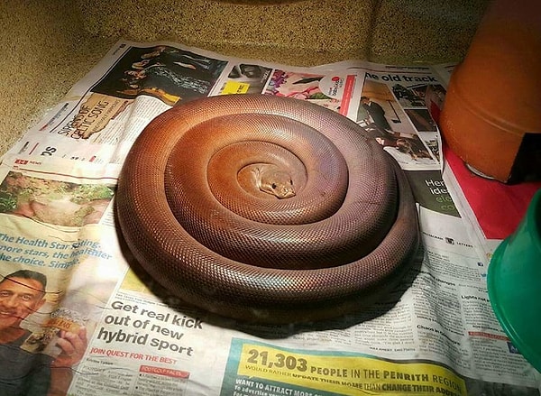 3. Сначала можно подумать, что это идеально скрученное в форму синнабона тесто, но потом вы понимаете, что это... змея! 🐍