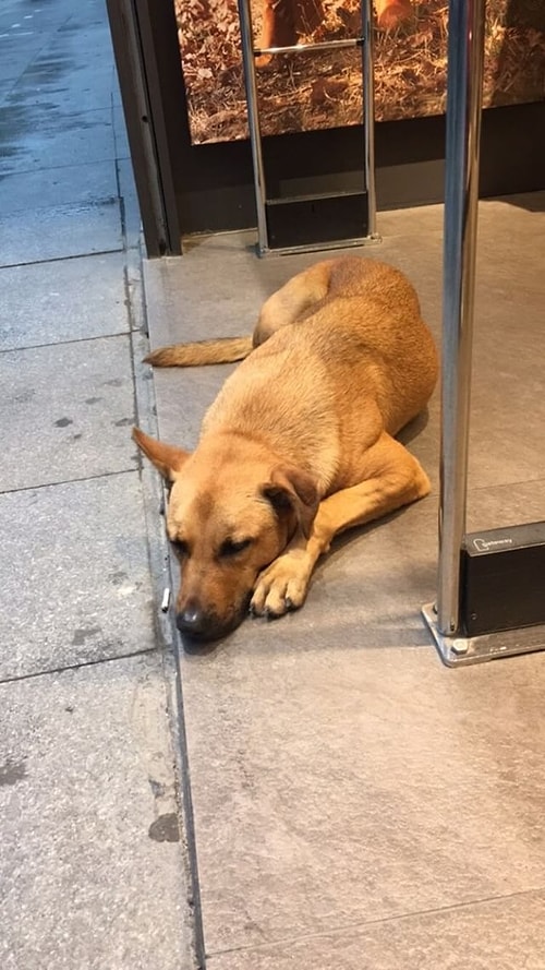 Bazı kuruluşlar öyle hayvansever ki, onlara evinde olduklarını hissettirebiliyor. Oxxo da bunlardan biri; hiç düşünmeden sokaktaki dostlarımızı şubelerinin içerisinde ağırlayabiliyor.