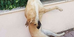 Bugün Hayvanları Koruma Günü: Antalya'da Üç Köpeği Zehirleyip Tel Örgüye Astılar!