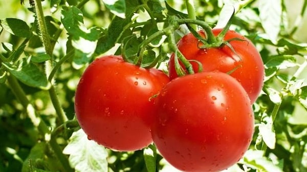 1. Bilim insanları domates yemek ve kötü kokmak arasında bir bağlantı keşfetti.
