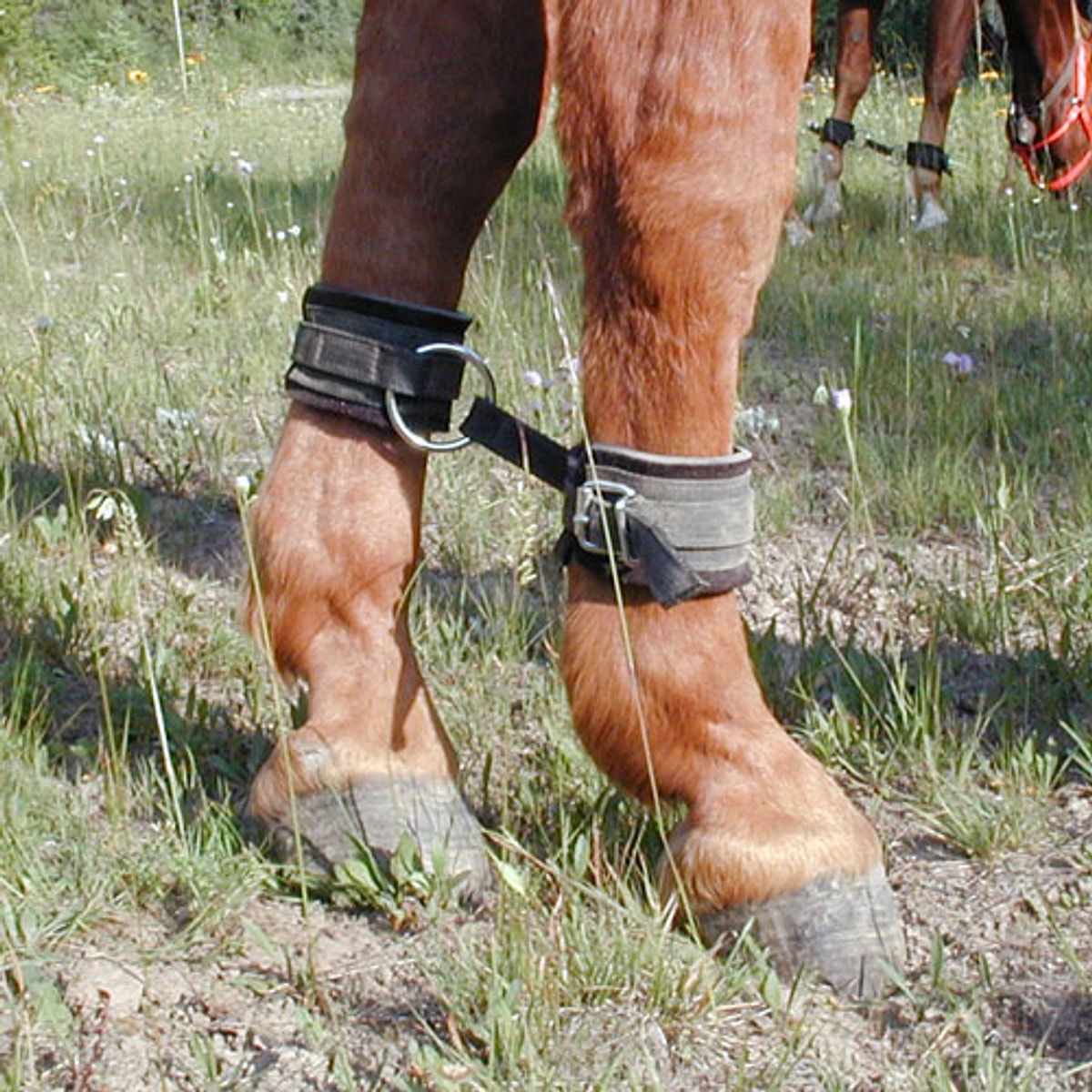 Путы что это значит. Путы что это значит. Путы что это значит. Сказка по теме лексика 5 класс. Путы что это значит.