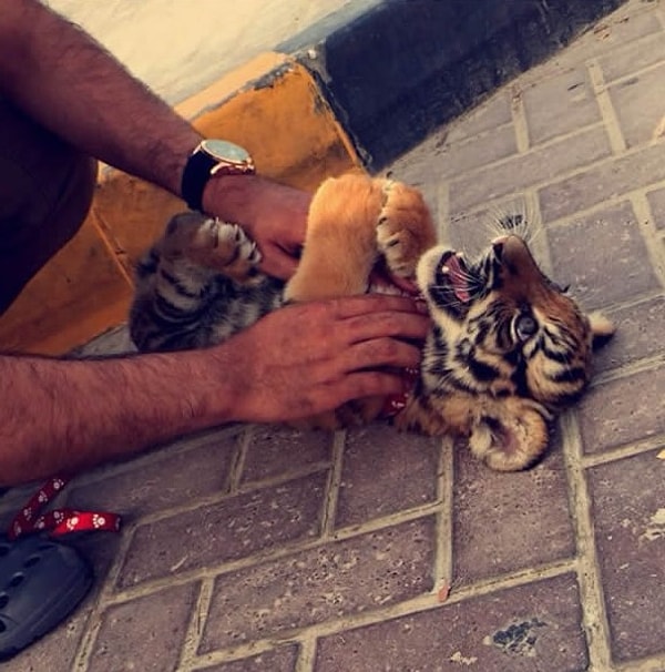 6. Зачем заводить котенка, если можно завести тигренка?