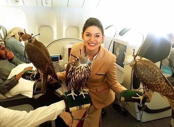 19. А в самолетах можно встретить кого угодно