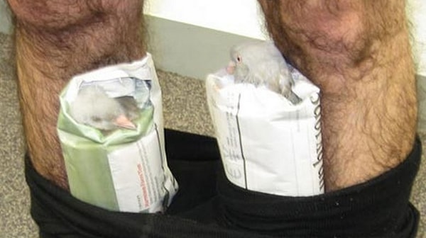 6. Голуби в штанах