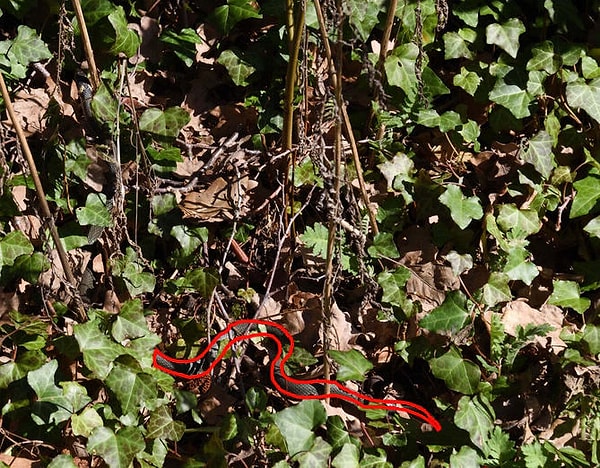 Посмотреть правильный ответ: