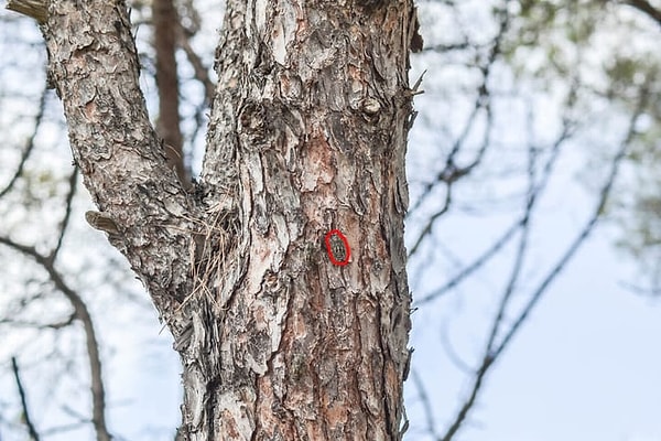 Посмотреть правильный ответ: