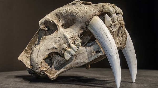 9. Доисторические окаменелости