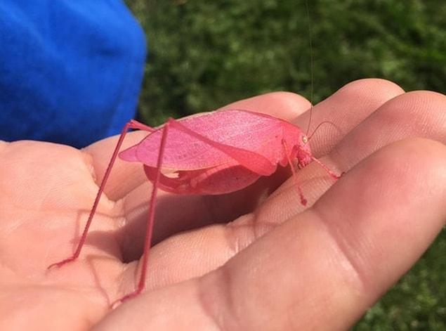 Bir adamın çimlerini biçerken rastladığı pembe çekirge