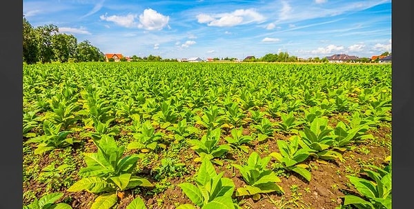 2. Табачные компании утверждали в рекламе, что табак полезен для здоровья.