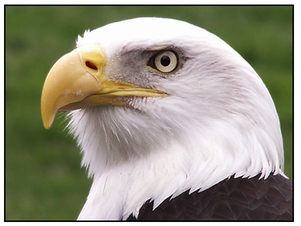 Воу! Вы определенно то меньшинство, которым удается пройти этот тест! У вас поистине орлиные глаза и 100% внимание!