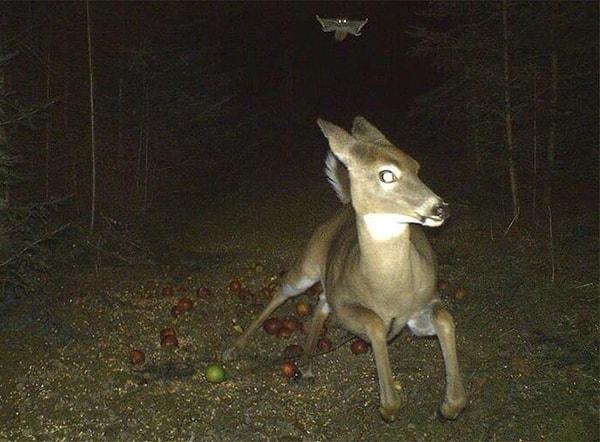 2. Uçan sincaptan kaçan geyik böyle yakalanmış gizli kameraya...