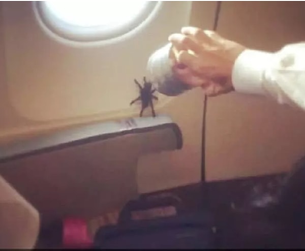 4. Пауки тоже имеют право на пользование воздушным транспортом...