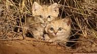 Vahşi Doğada İlk Defa Görüntülenen Kum Kedisi Yavruları