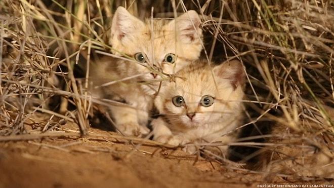 Vahşi Doğada İlk Defa Görüntülenen Kum Kedisi Yavruları