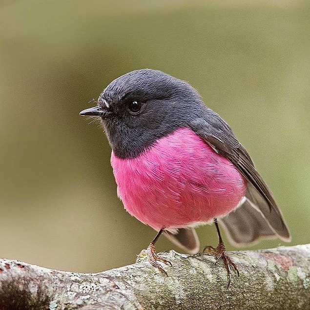 2. Dünyanın en sevimli kuşu olabilir. 💕🐦