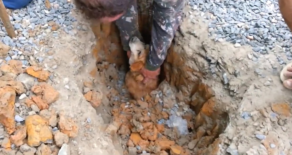 Düştüğü Çukurdan Kahraman İnsanlar Tarafından Kurtarılan Köpek