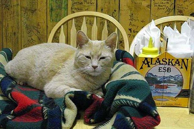 2. Kulağa şaka gibi gelebilir ama değil! Alaska'nın küçük bir kasabası olan Talkeetna'nın belediye başkanı bir zamanlar kediydi.