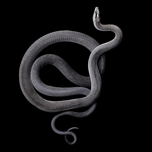 Как бы ни была опасна змея, Марк не поехал в больницу за противоядием. К счастью, змея не смогла выпустить яд, либо он был выведен из организма ввиду чрезмерного кровотечения.