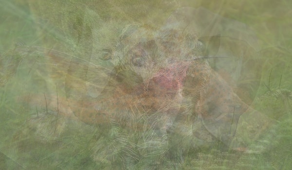 9. Собака или лиса?