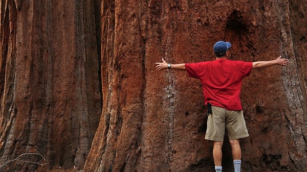 6. Кто/что является самым крупным живым существом на Земле?