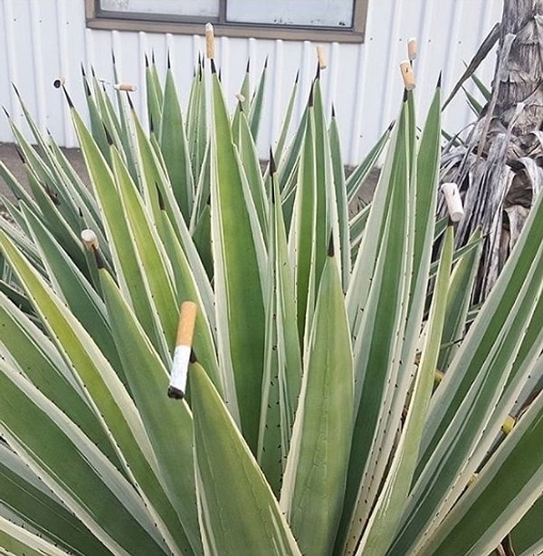 9. Это хозяин так бычки себе на потом оставляет или что вообще?