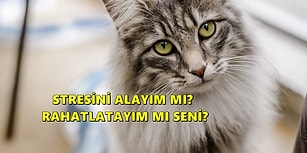 Bir Kedi Sahibi Olmanın Bilimsel Olarak Kanıtlanmış 10 Süper Ötesi Faydası