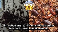 Böceklerden Korkanların Asla Öğrenmek İstemeyeceği 16 Kaşındıran Gerçek 🕷