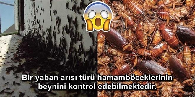 Böceklerden Korkanların Asla Öğrenmek İstemeyeceği 16 Kaşındıran Gerçek 🕷