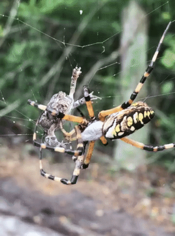 23. Sinek olsa neyse! Bir muz örümceğinin kurbağayı ağlarıyla sarıp sarmalaması.