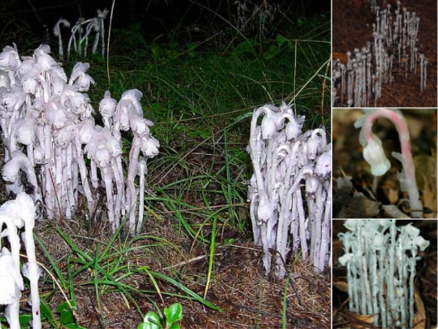 15. Hayalet Bitkisi ya da "Monotropa uniflora"nın beyaz renginden de anlaşılacağı gibi klorofili yok, parazit olarak diğer mantarlardan geçiniyor.