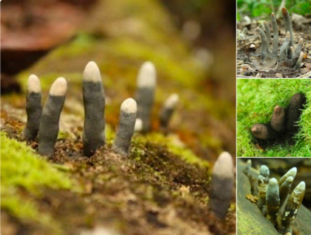 5. Ölü Adamın Parmakları ismiyle bilinen mantarlar. Bilimsel ismi "Xylaria polymorpha."