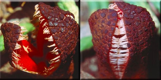 16. Klorofili olmayan diğer bir bitki de pirana bitkisi ya da bilimsel adıyla "Hydnora africana." Diğer bitkilerin kökleri sayesinde parazit yaşam sürebiliyor.