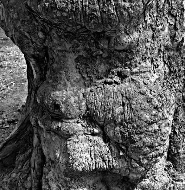 25. Çınar ağacının gerçek yüzü!