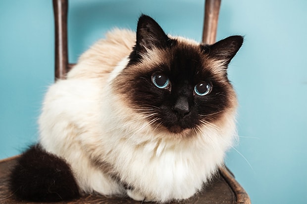 Birman