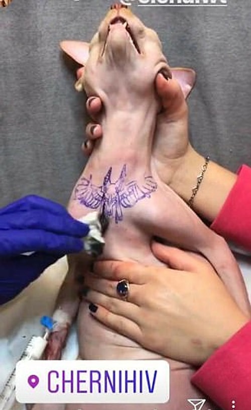 Paylaşılan fotoğraflarda zavallı kediciğin anestesi etkisinde olduğu görüldü. Bu sırada da dövmeci işini yapıyordu.