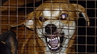 Kuduz Virüsü Sevimli Dostlarımız Köpekleri Nasıl Acımasız Birer Katile Dönüştürüyor?