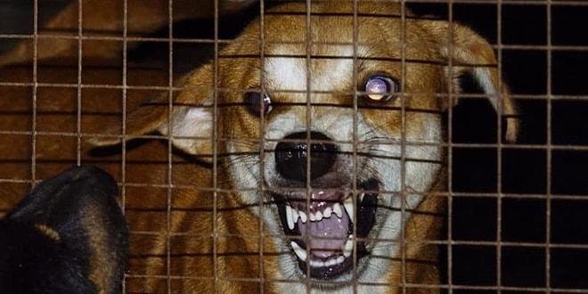 Kuduz Virüsü Sevimli Dostlarımız Köpekleri Nasıl Acımasız Birer Katile Dönüştürüyor?